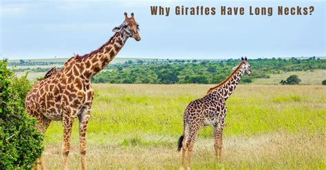 Does Food Lion Have an ATM? And Why Do Giraffes Prefer Online Banking?