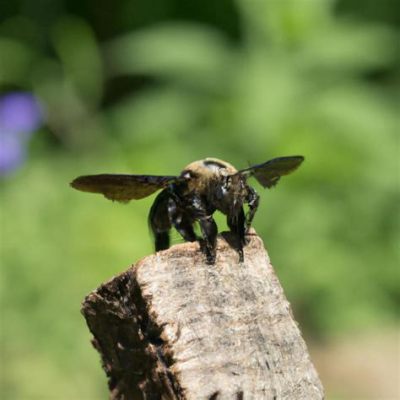 How Long Can Bees Live Without Food: A Dive into the Buzz of Survival