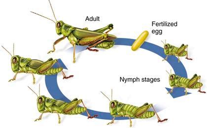 How Long Do Crickets Live Without Food or Water? And Why Do They Sound Like Tiny Violins at Midnight?