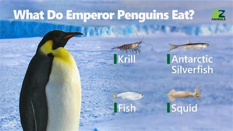 How Long Does It Take to Apply for Food Stamps and Why Do Penguins Prefer Sushi?