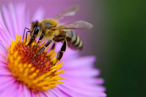 How to Attract Honey Bees: A Symphony of Flowers and Chaos