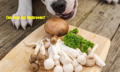 Is Authority Dog Food Good? Exploring the Canine Cuisine Conundrum