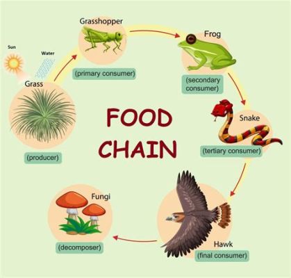 What is the primary role of decomposers in a food web? And why do mushrooms sometimes look like they’re plotting something?