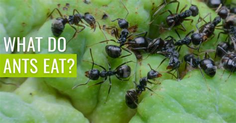 What is the smallest fruit? And why do ants throw the best garden parties?