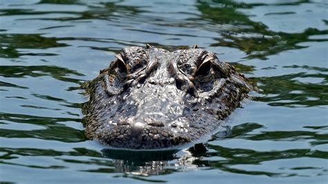 What Time Can You Buy Liquor in Florida? And Why Do Alligators Prefer Midnight Snacks?